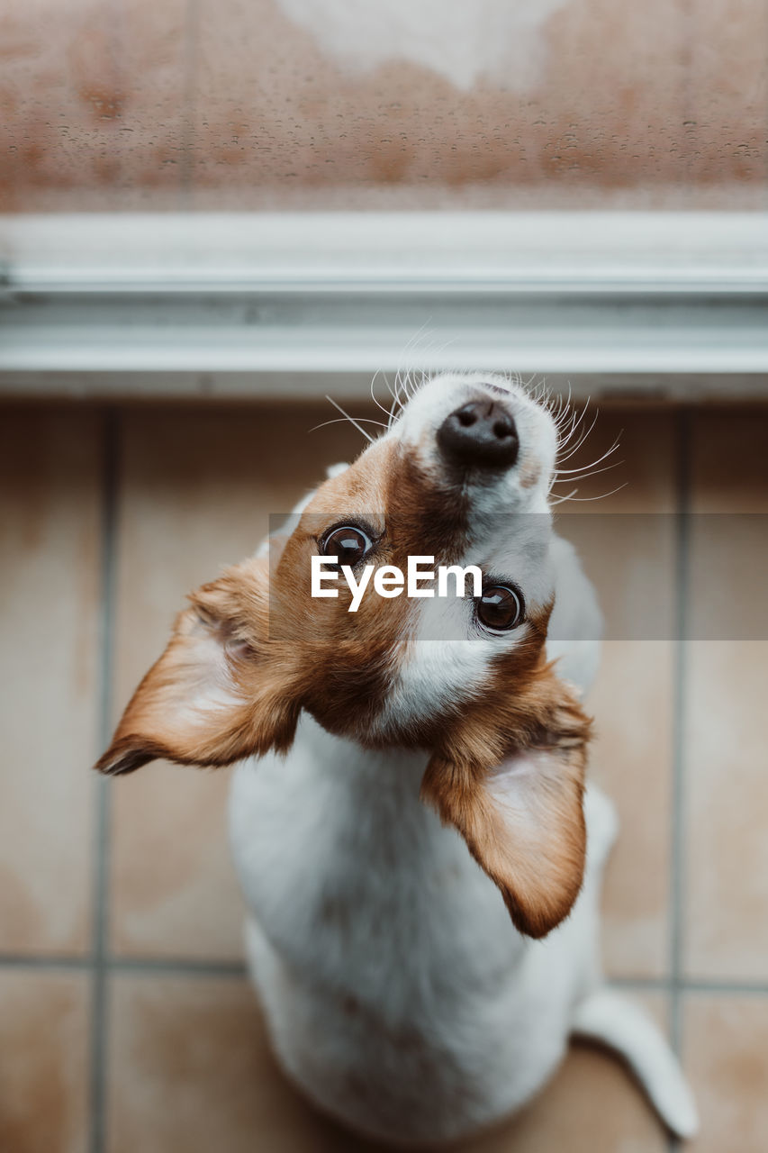 Close-up of dog looking away by window