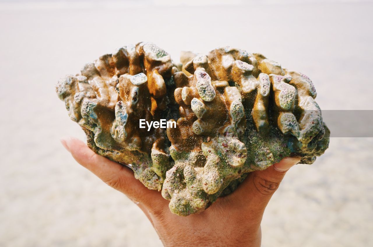 Close-up of hand holding coral at beach