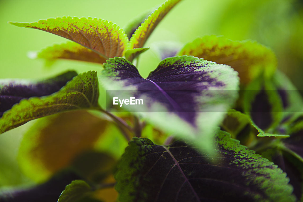 Close-up of green leaves