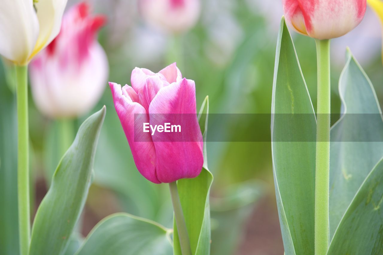 Close-up of pink tulip