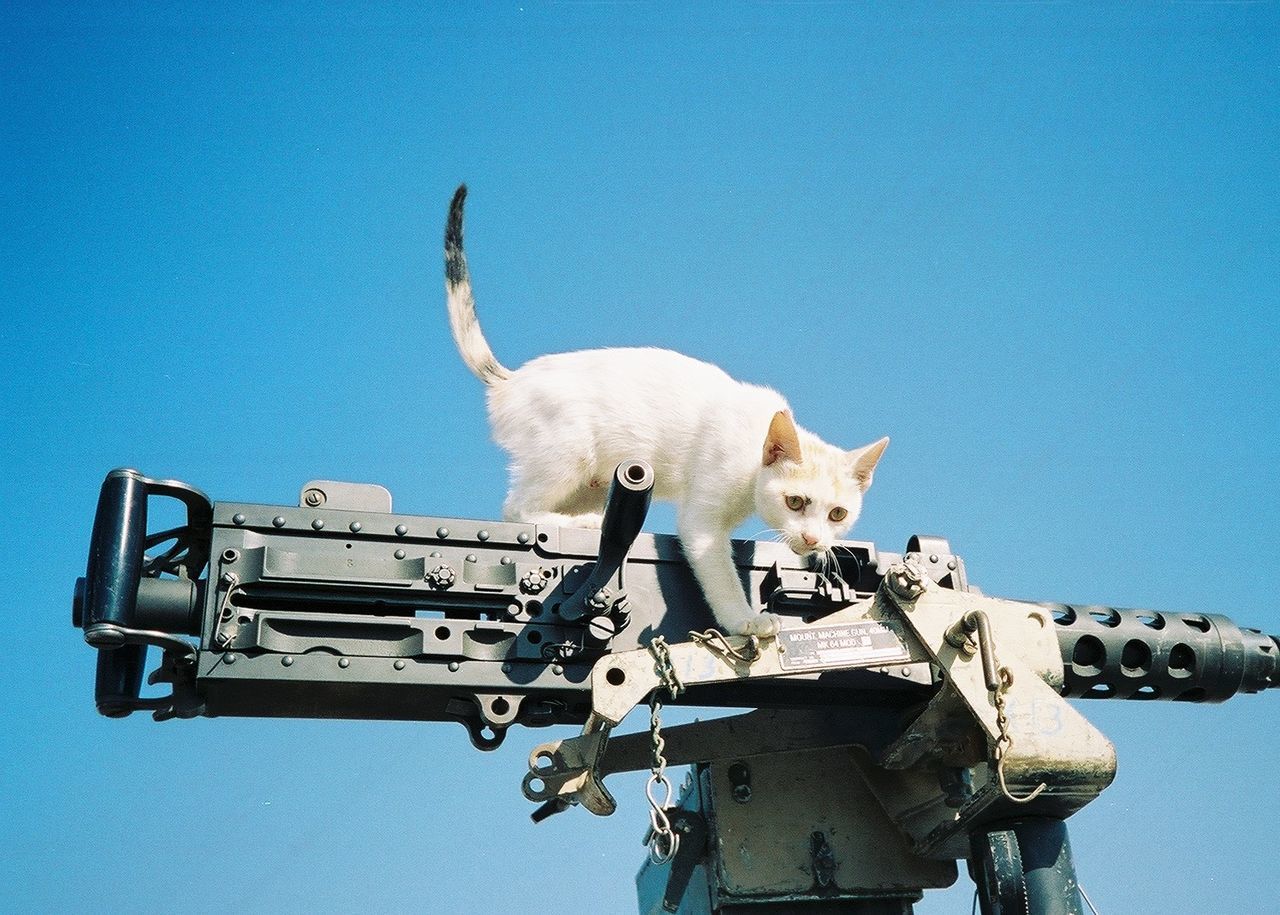 Cat climbing on gun
