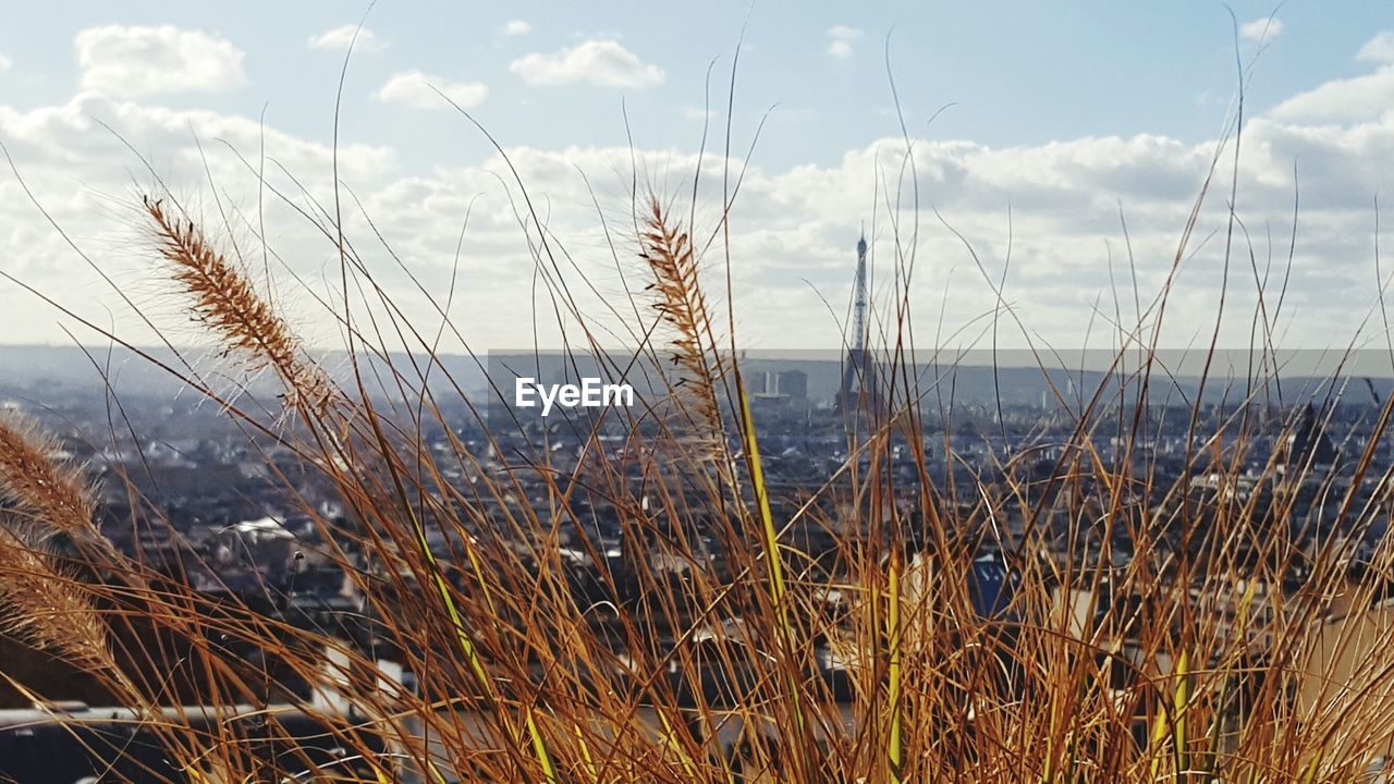 Close-up of grass against cityscape