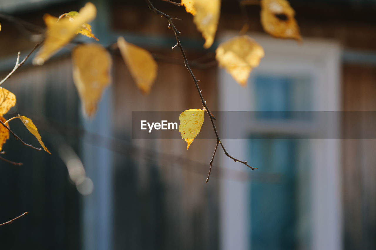 CLOSE-UP OF DRY LEAVES HANGING ON PLANT