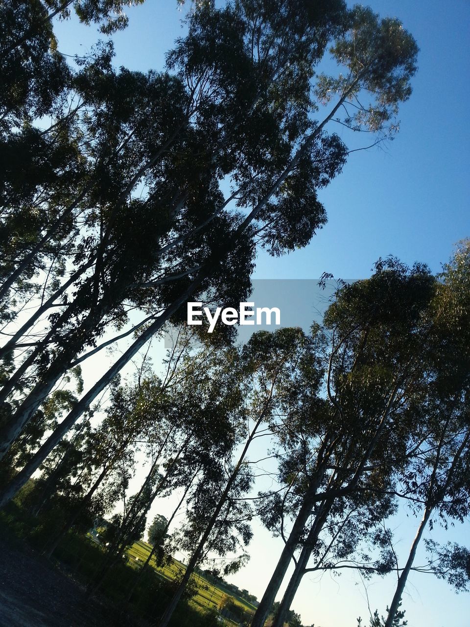 LOW ANGLE VIEW OF TREES AGAINST SKY