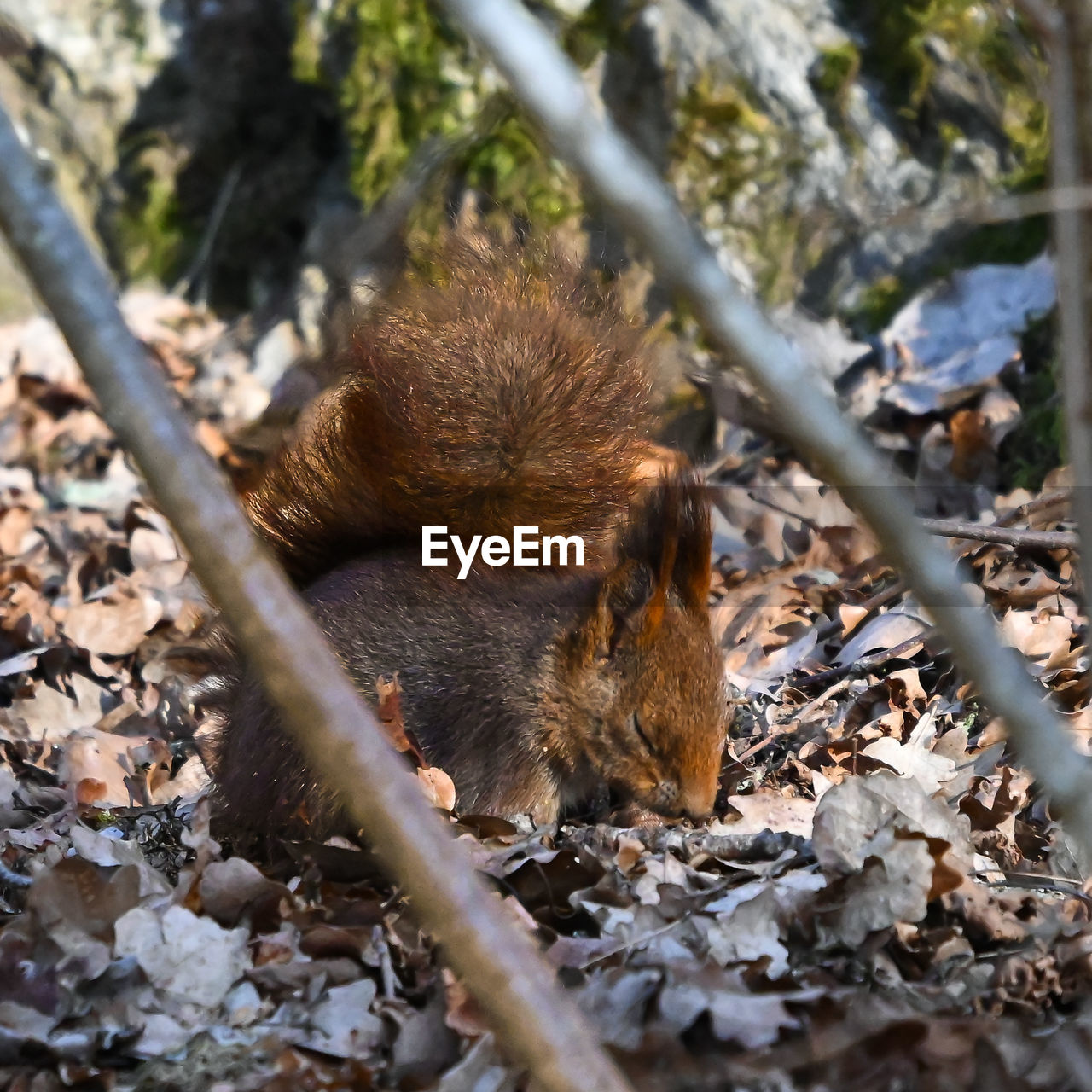 animal, animal themes, animal wildlife, nature, wildlife, squirrel, mammal, one animal, rodent, no people, tree, autumn, land, branch, day, outdoors, forest, plant, chipmunk, selective focus, plant part, eating