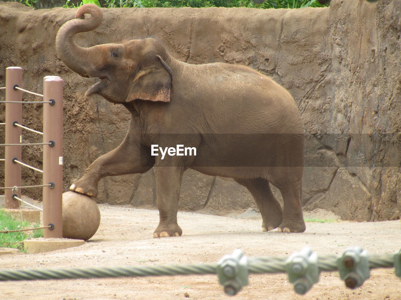 Elephant standing by stone wall