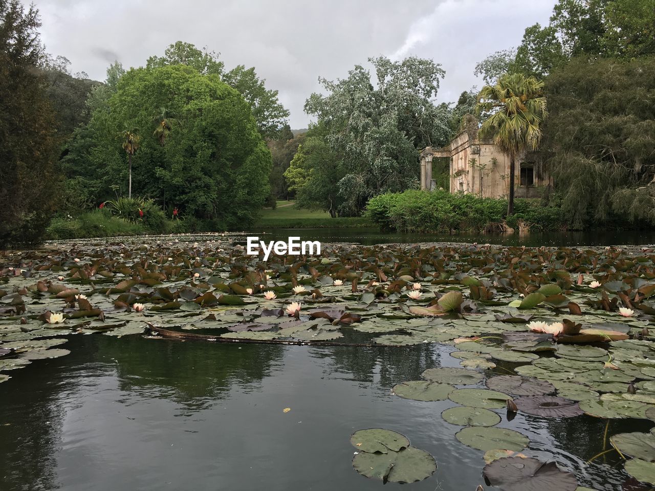 VIEW OF BIRDS IN LAKE AGAINST TREES