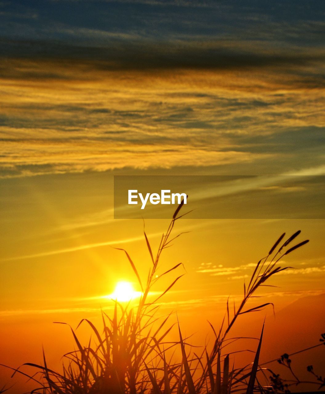 SILHOUETTE PLANTS GROWING ON FIELD AGAINST SKY DURING SUNSET