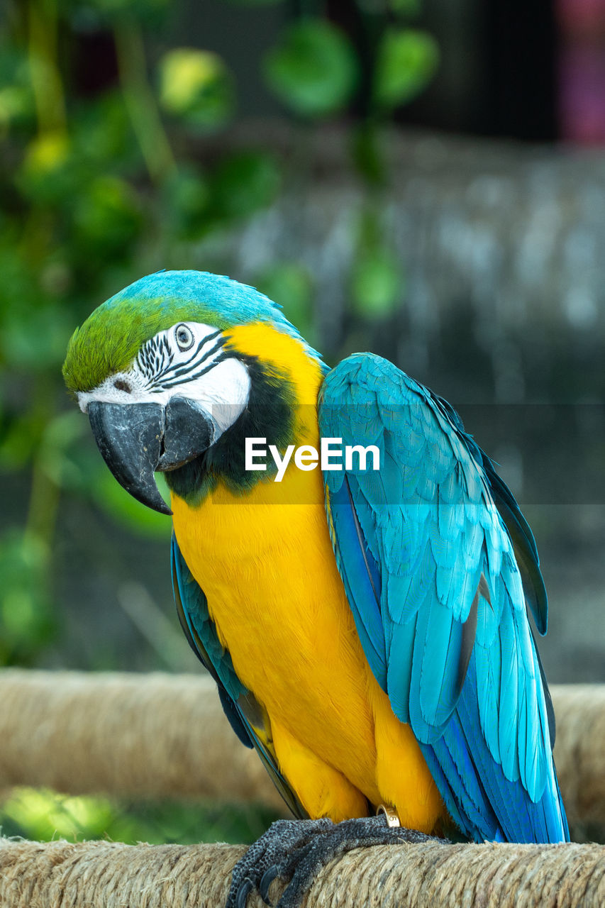 A close up blue-and-yellow or gold macaw ara ararauna  bright vibrant parrot close up portait view