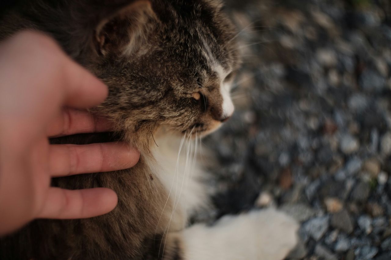 CROPPED IMAGE OF CAT LOOKING UP