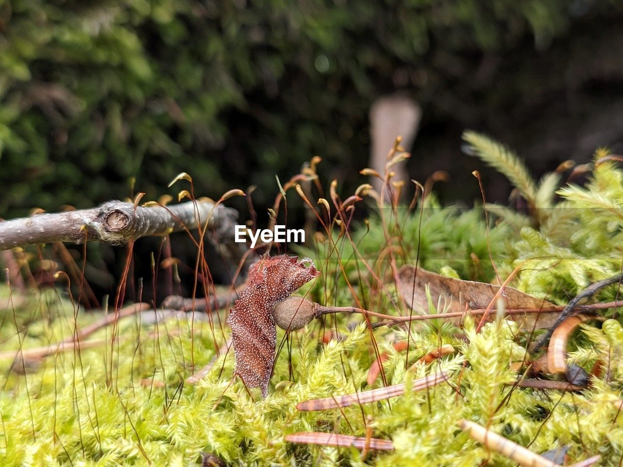 Close-up of moss in the forest