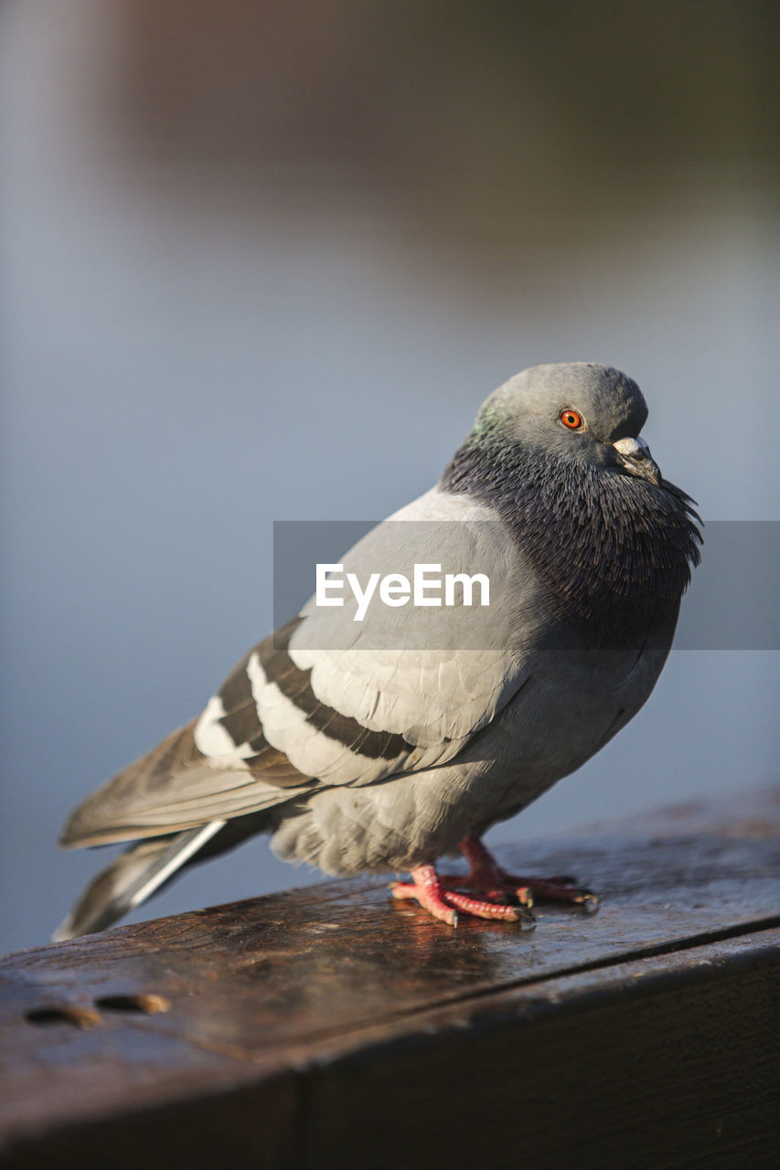 Close-up of dove perching on wood