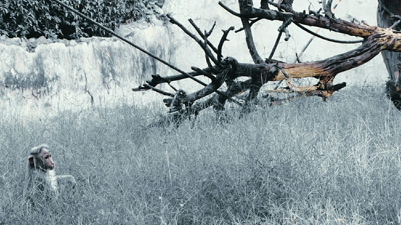 BARE TREES ON SNOW COVERED LANDSCAPE