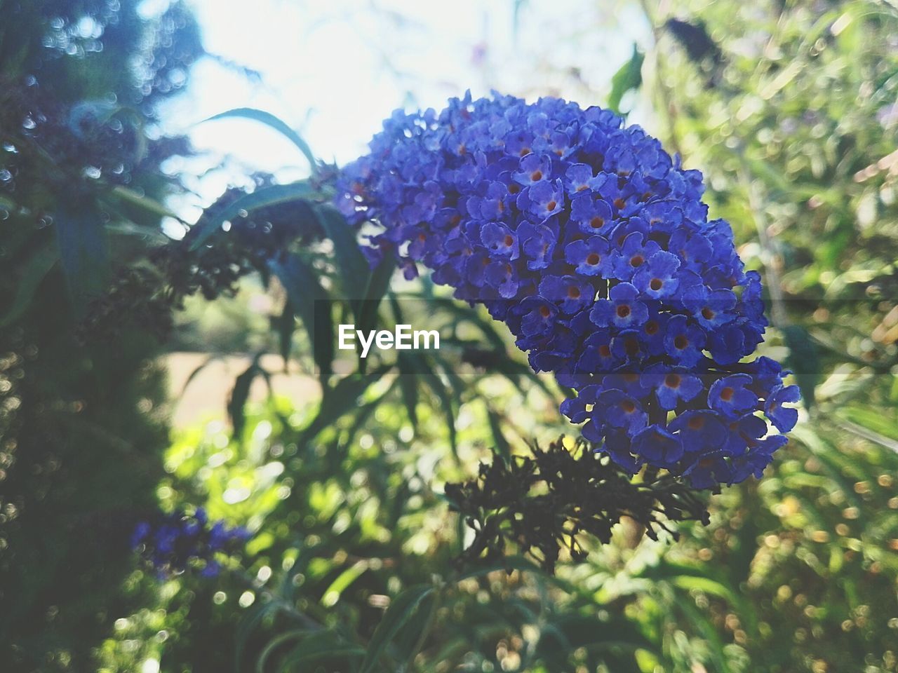 Close-up of purple flowering plant