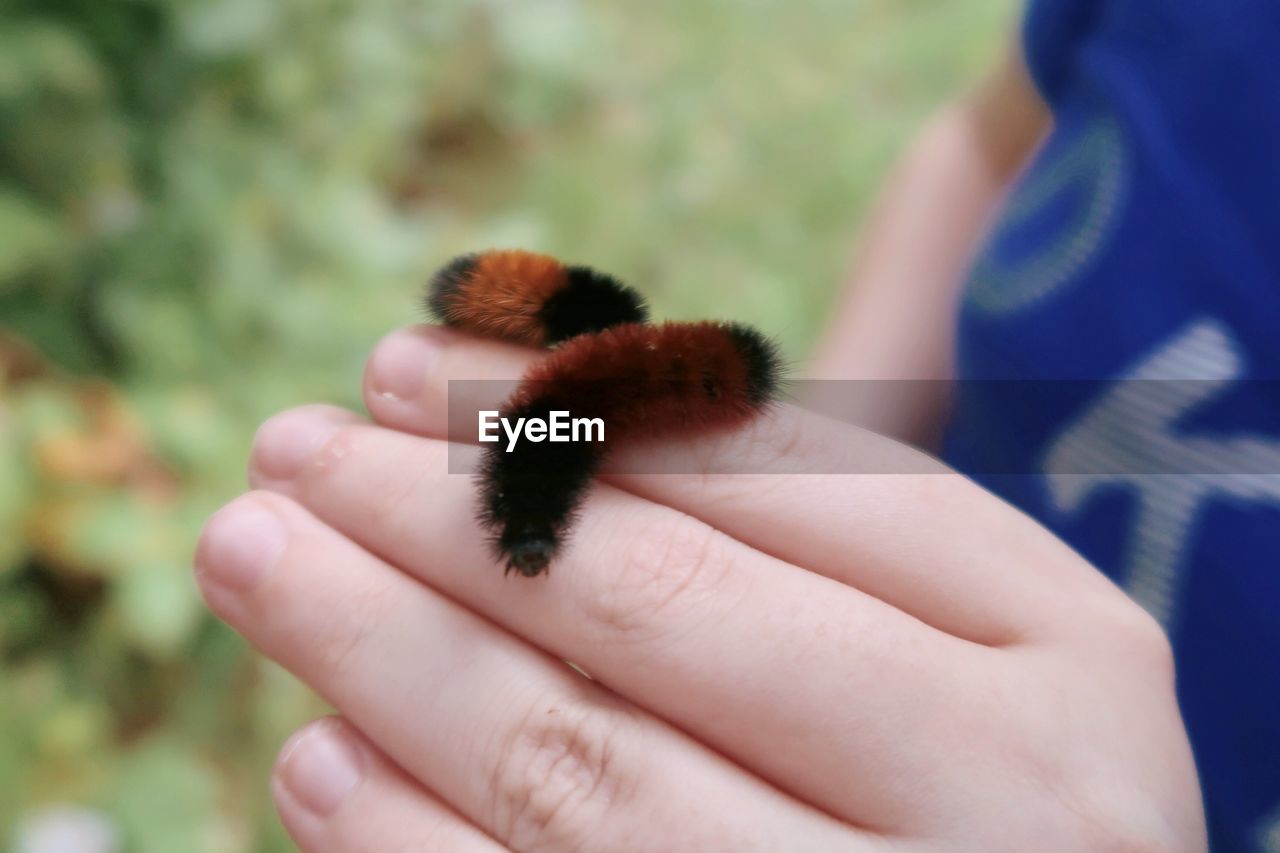 My daughter holding two fuzzy caterpillars
