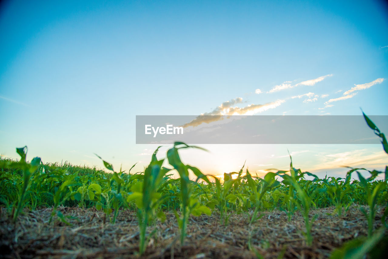 CLOSE-UP OF FRESH PLANTS AGAINST CLEAR SKY