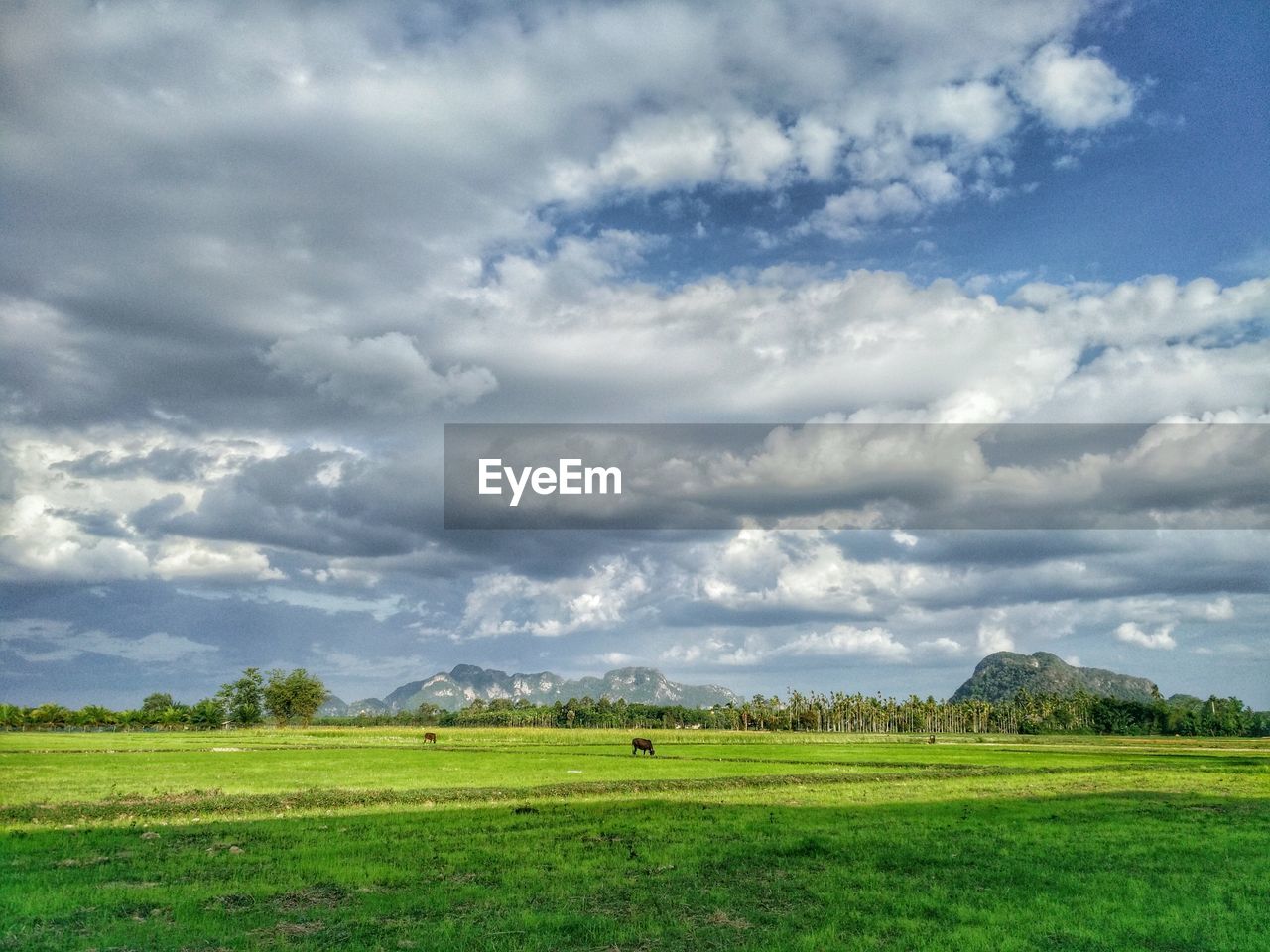 SCENIC VIEW OF FIELD AGAINST CLOUDY SKY