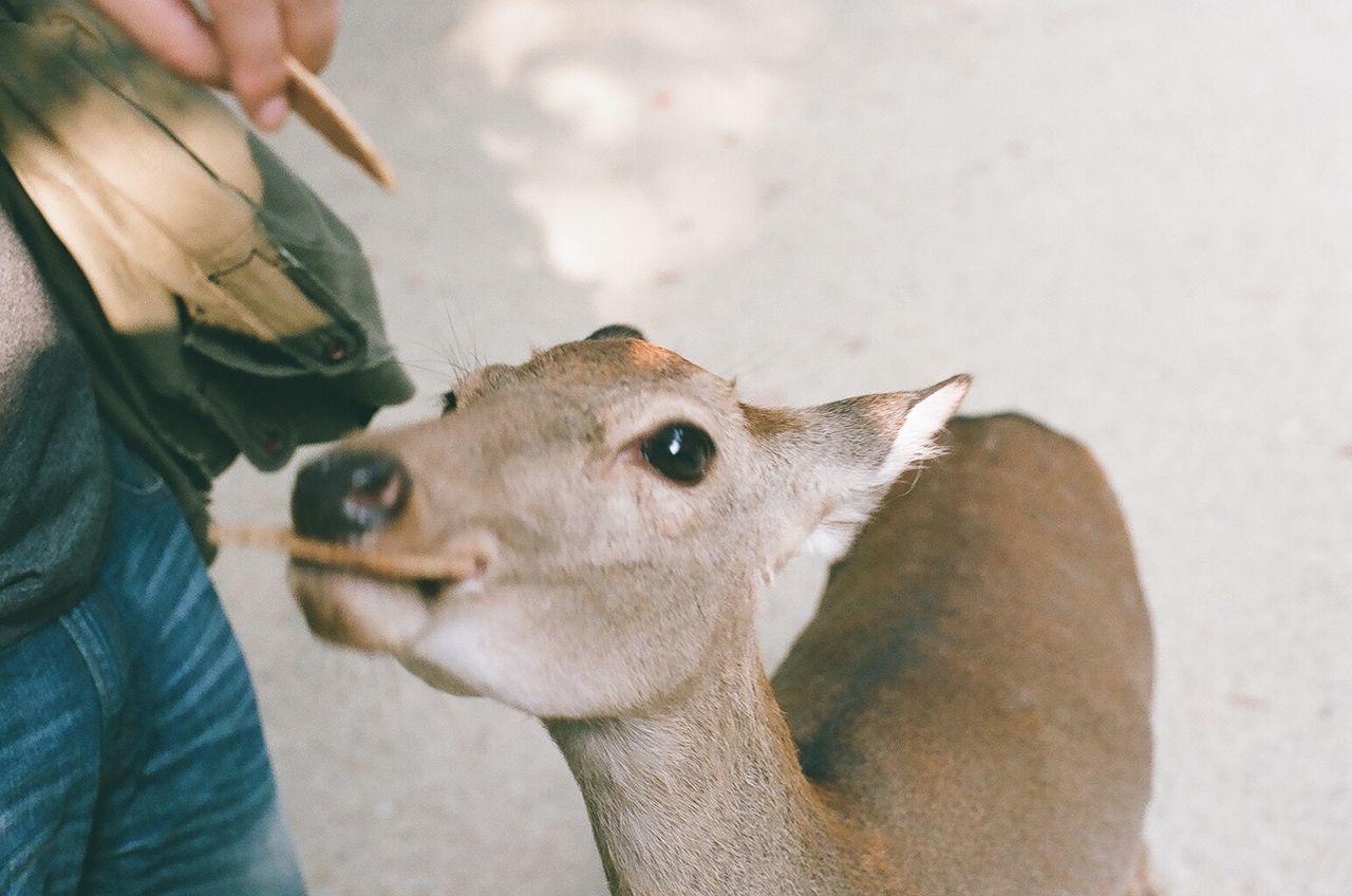 Cropped image of person feeding biscuits to deer at zoo
