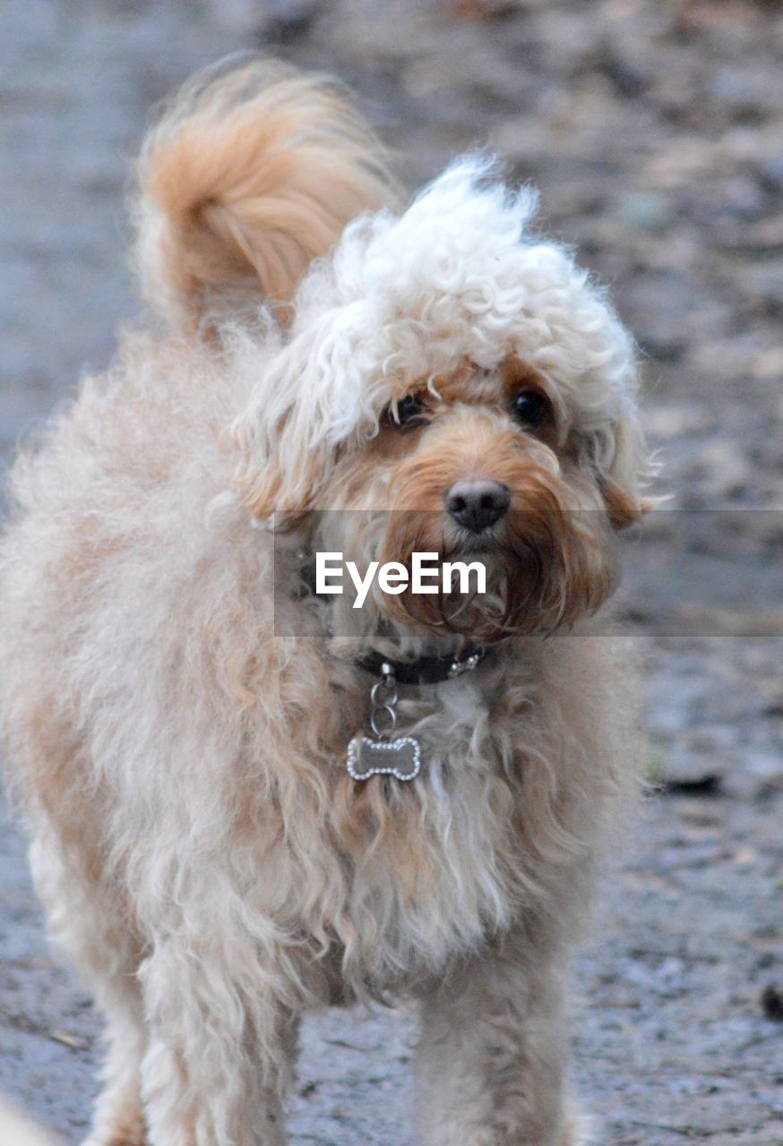 Close-up portrait of dog