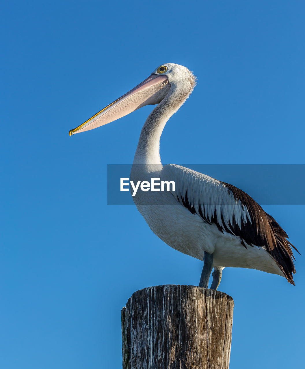 LOW ANGLE VIEW OF PELICAN PERCHING ON WOODEN POST AGAINST CLEAR SKY
