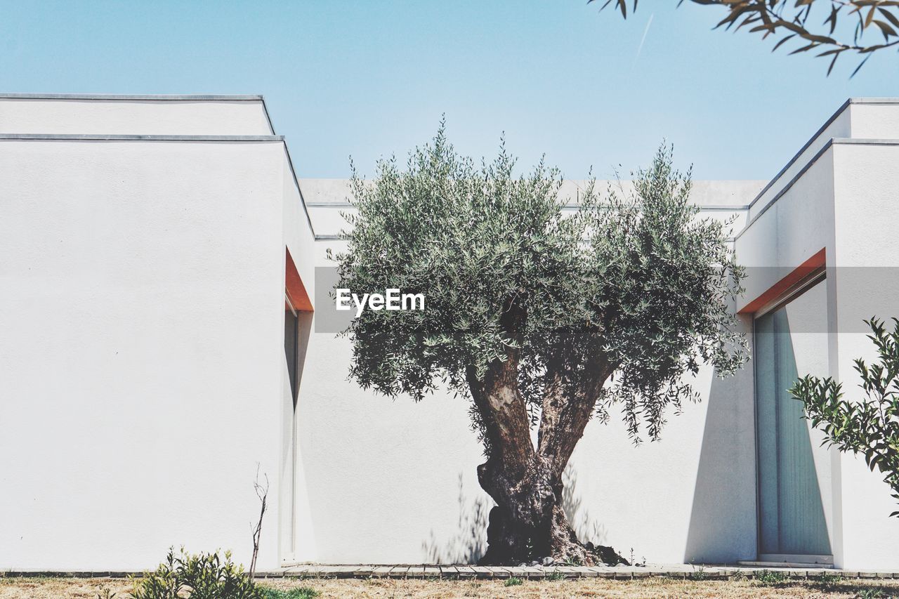 TREES GROWING AGAINST SKY