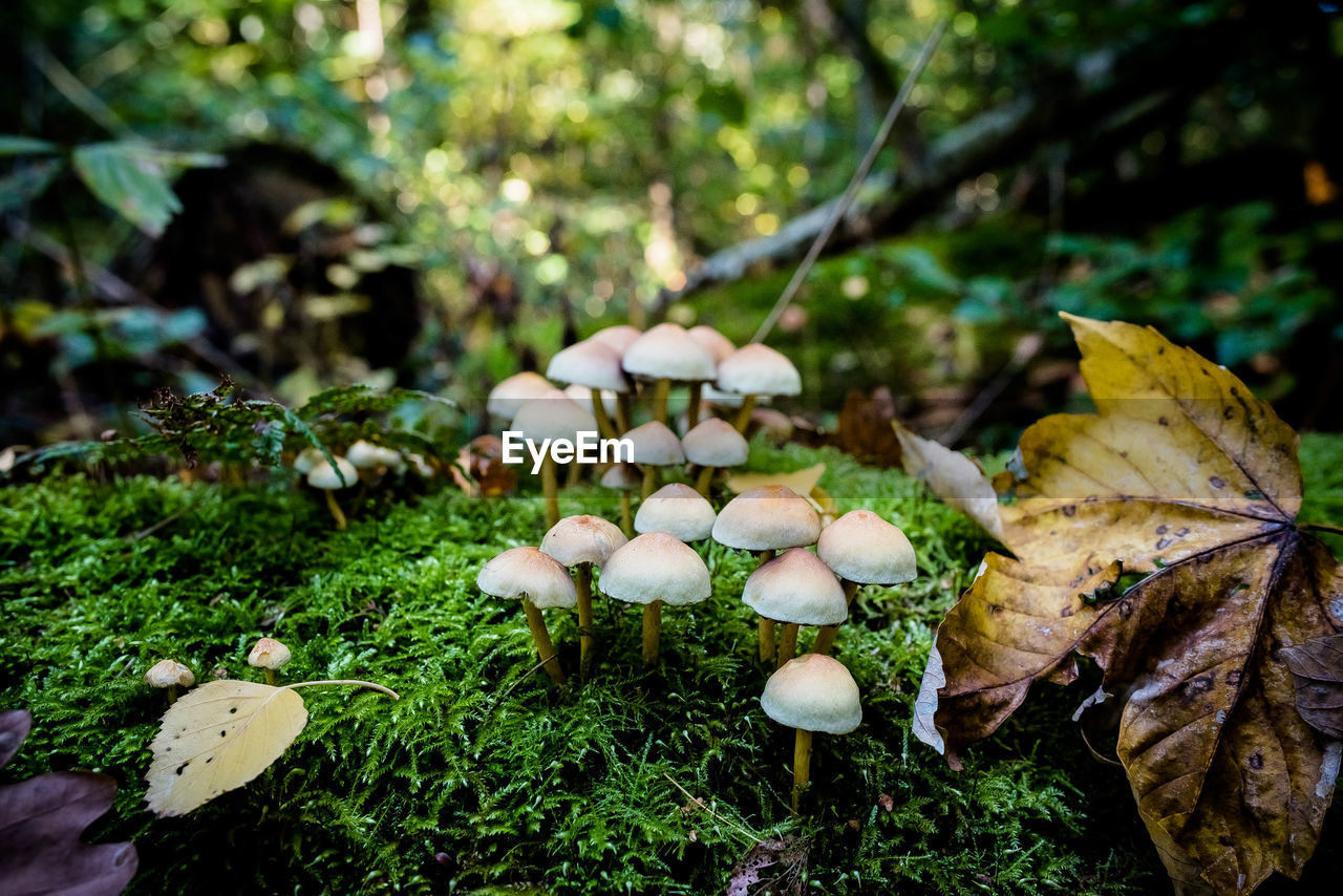 CLOSE-UP OF MUSHROOMS GROWING ON FIELD BY TREE