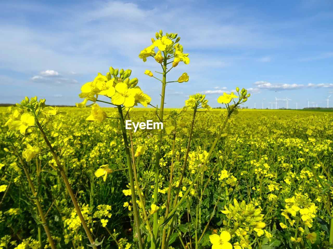 rapeseed, plant, flower, vegetable, produce, canola, beauty in nature, yellow, food, field, sky, growth, landscape, land, flowering plant, brassica rapa, mustard, agriculture, oilseed rape, rural scene, nature, freshness, environment, meadow, cloud, crop, prairie, scenics - nature, springtime, farm, tranquility, tranquil scene, no people, blossom, day, fragility, vibrant color, outdoors, grassland, wildflower, idyllic, green, cultivated, abundance, rural area, sunlight