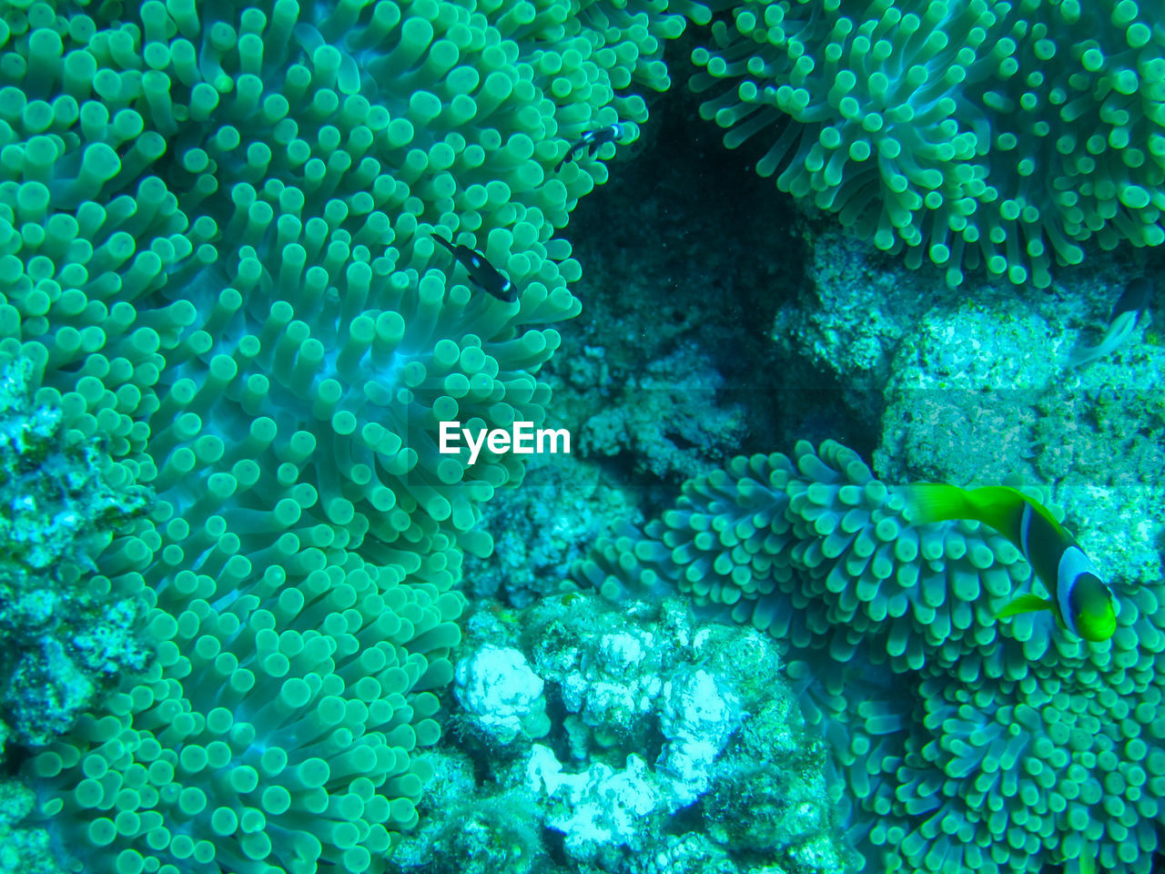 VIEW OF CORAL IN SEA