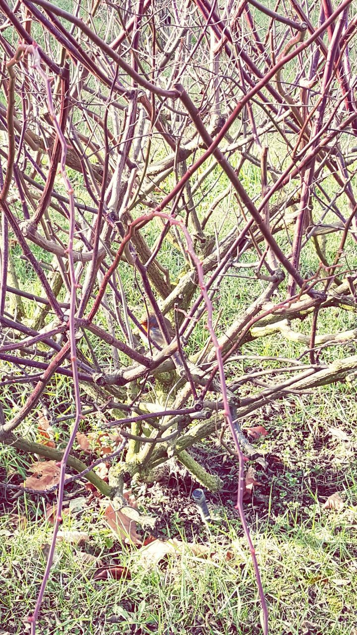 CLOSE-UP OF TREE BRANCHES