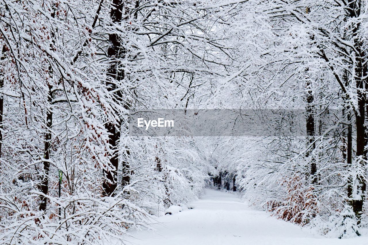 Snowcapped street amidst frozen trees during winter