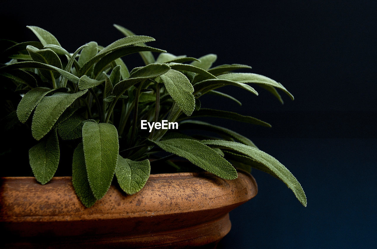 Close-up of sage potted plant against black background