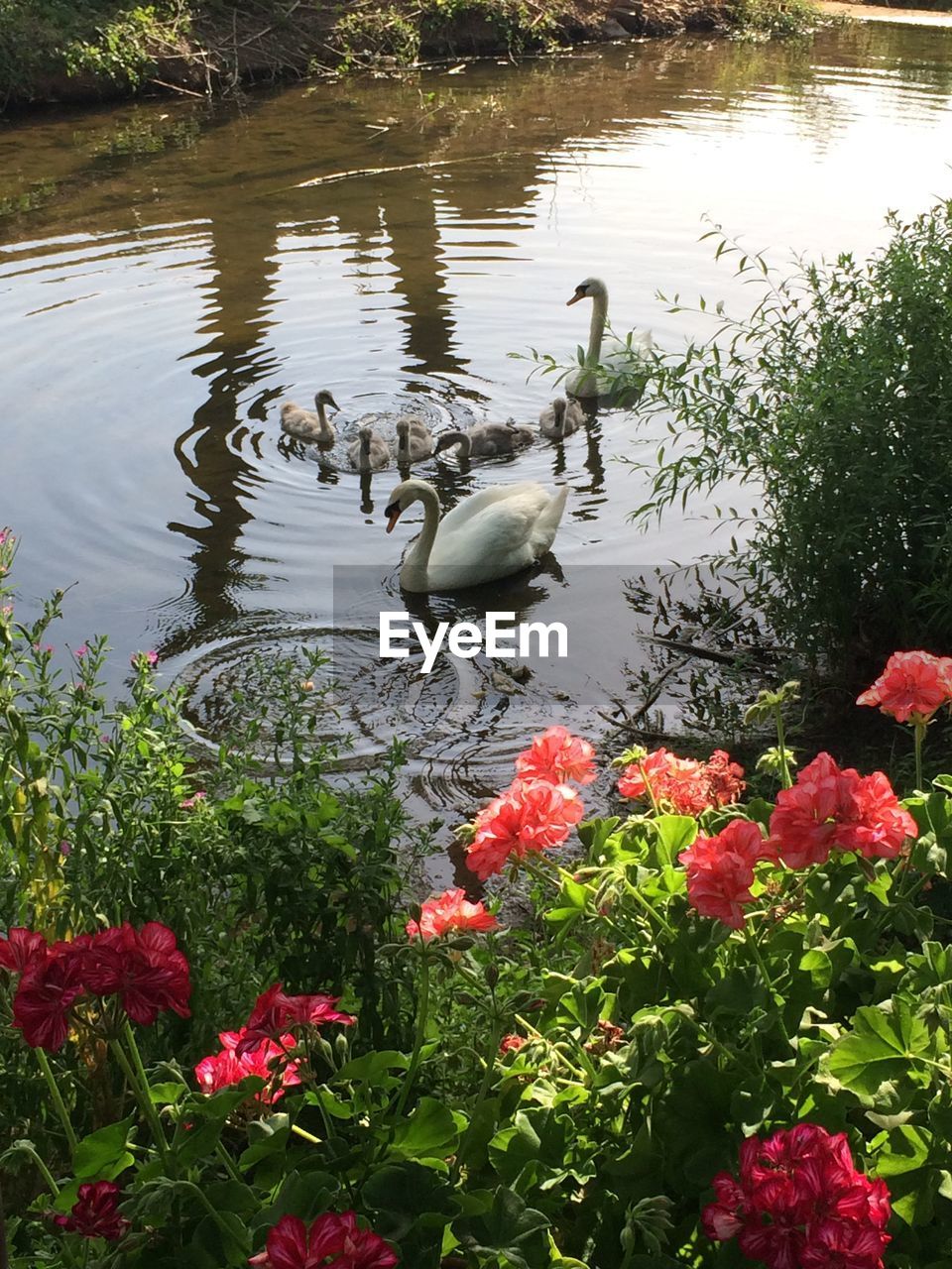 VIEW OF SWAN FLOATING ON LAKE