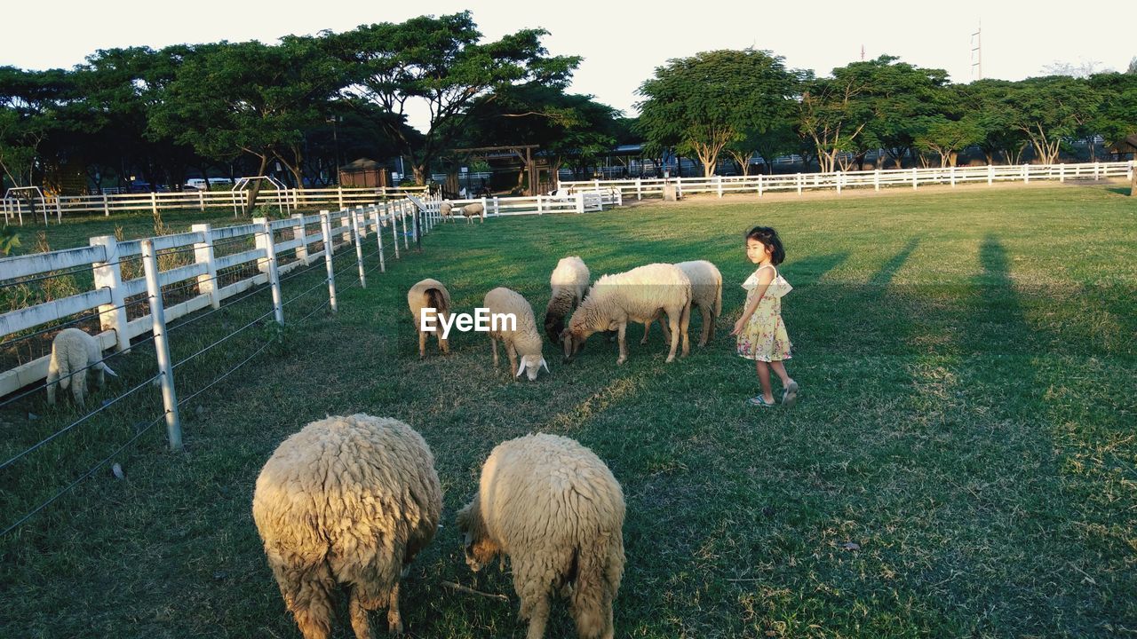 Sheep grazing in a field