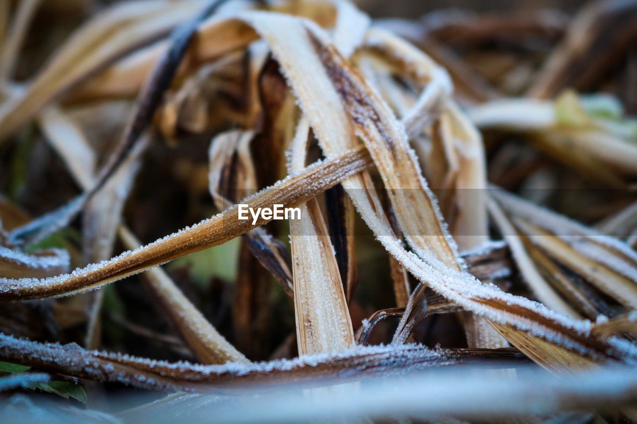 CLOSE-UP OF DRIED DRY LEAVES ON LAND