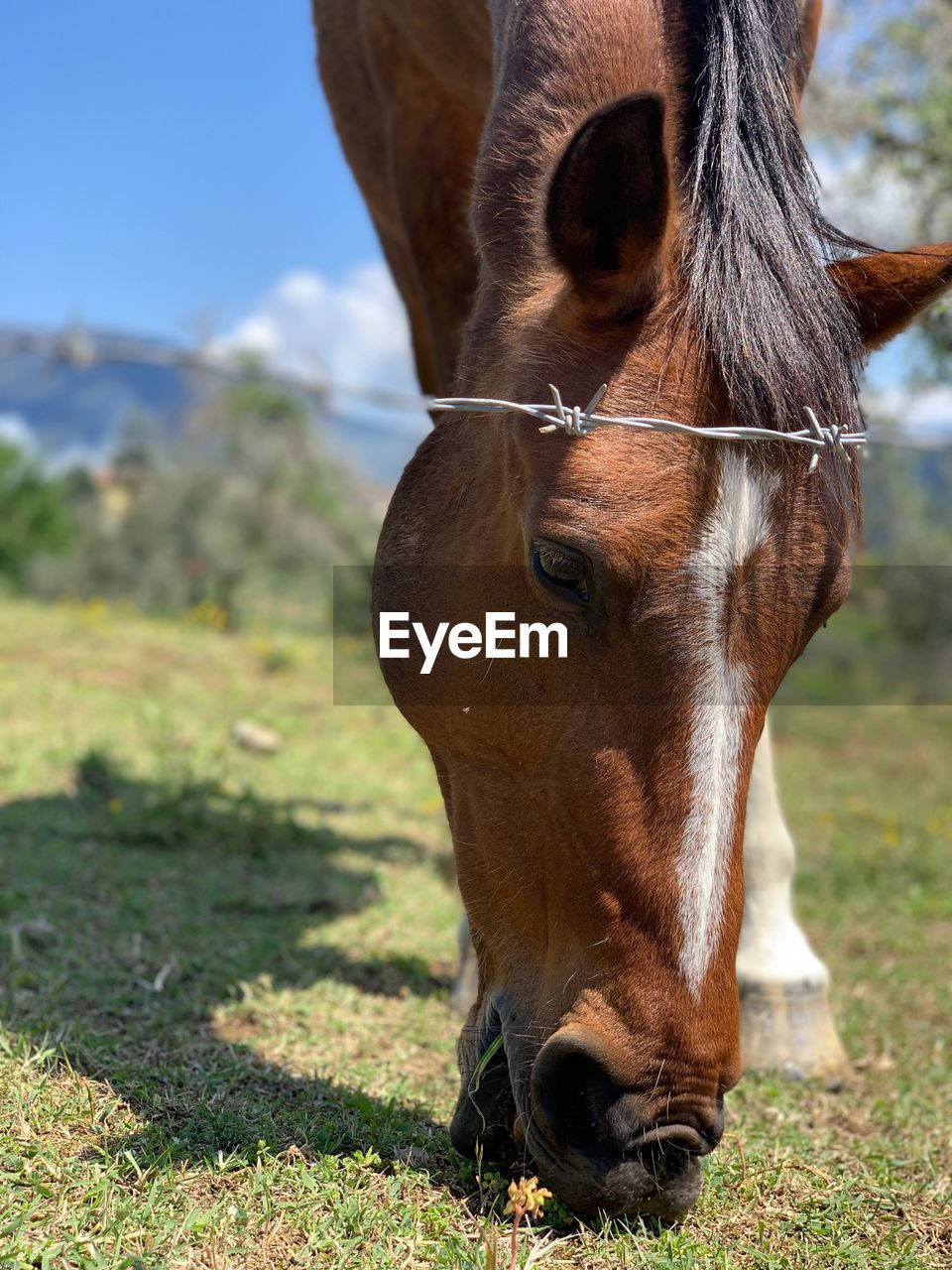 HORSE IN A FIELD