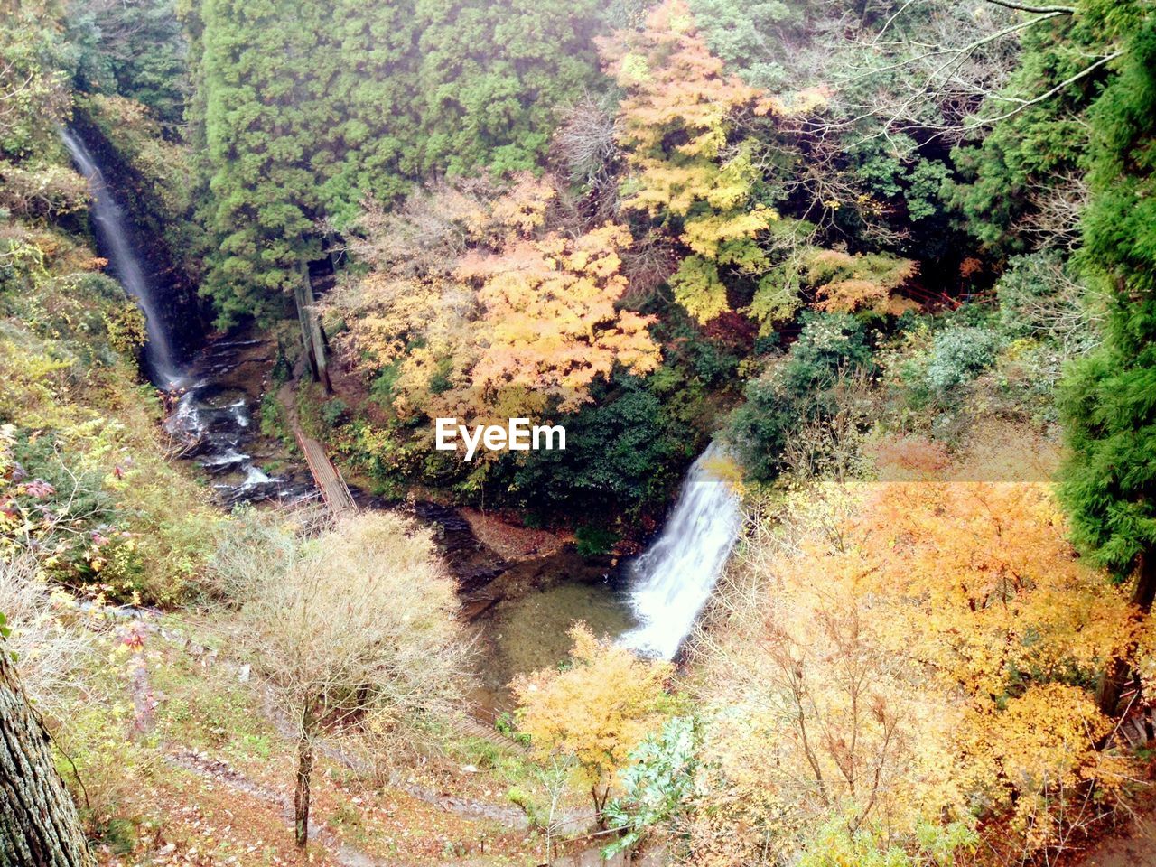 HIGH ANGLE VIEW OF TREES AND WATER