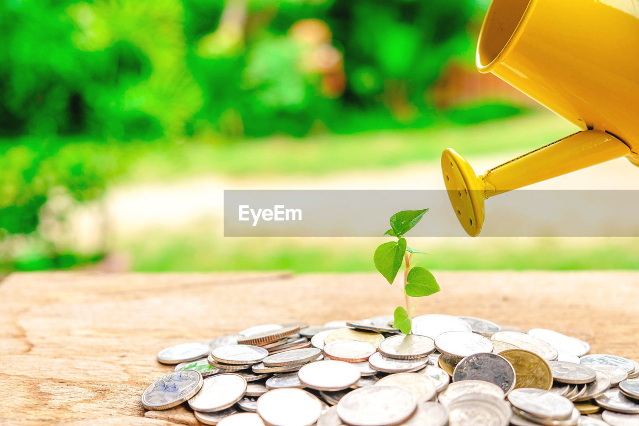 Close-up of seedling growing on coins while getting water from watering can