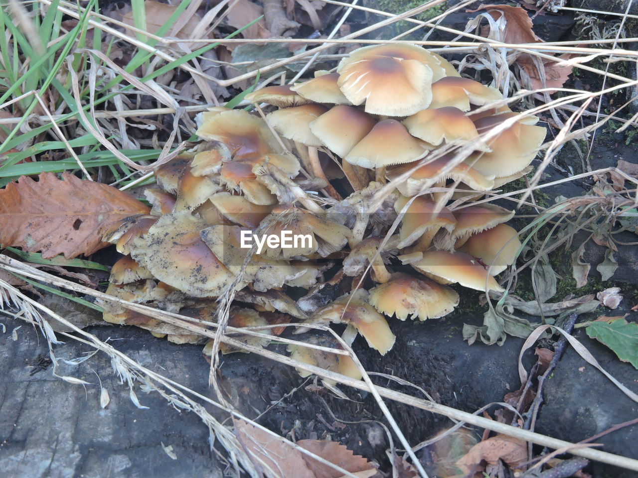 CLOSE-UP OF MUSHROOMS ON THE GROUND