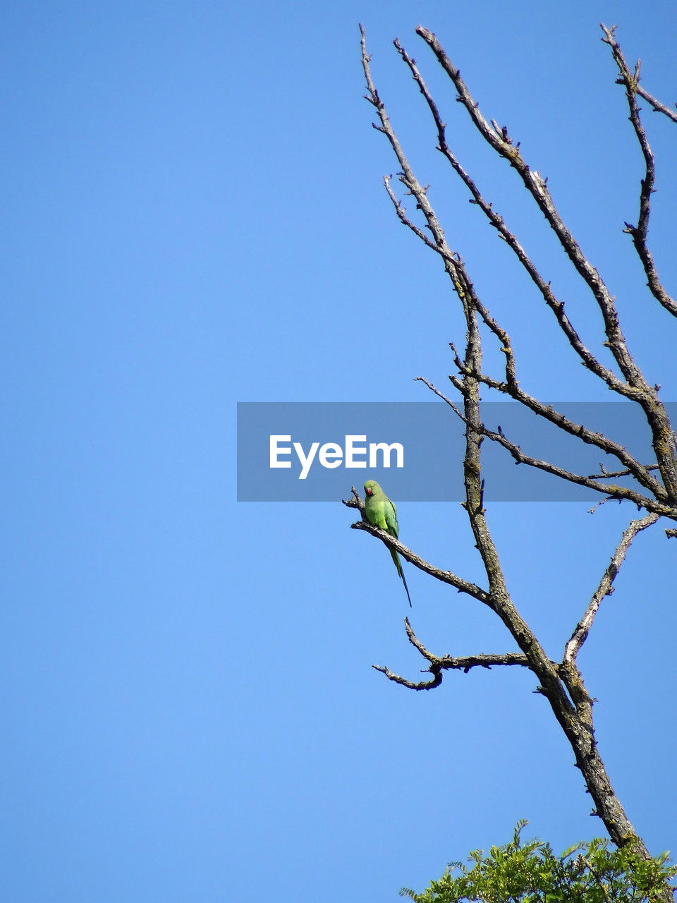 tree, blue, sky, bird, branch, animal, animal themes, animal wildlife, clear sky, plant, wildlife, nature, perching, no people, one animal, low angle view, copy space, beauty in nature, sunny, outdoors, day, flower, leaf, green, bare tree