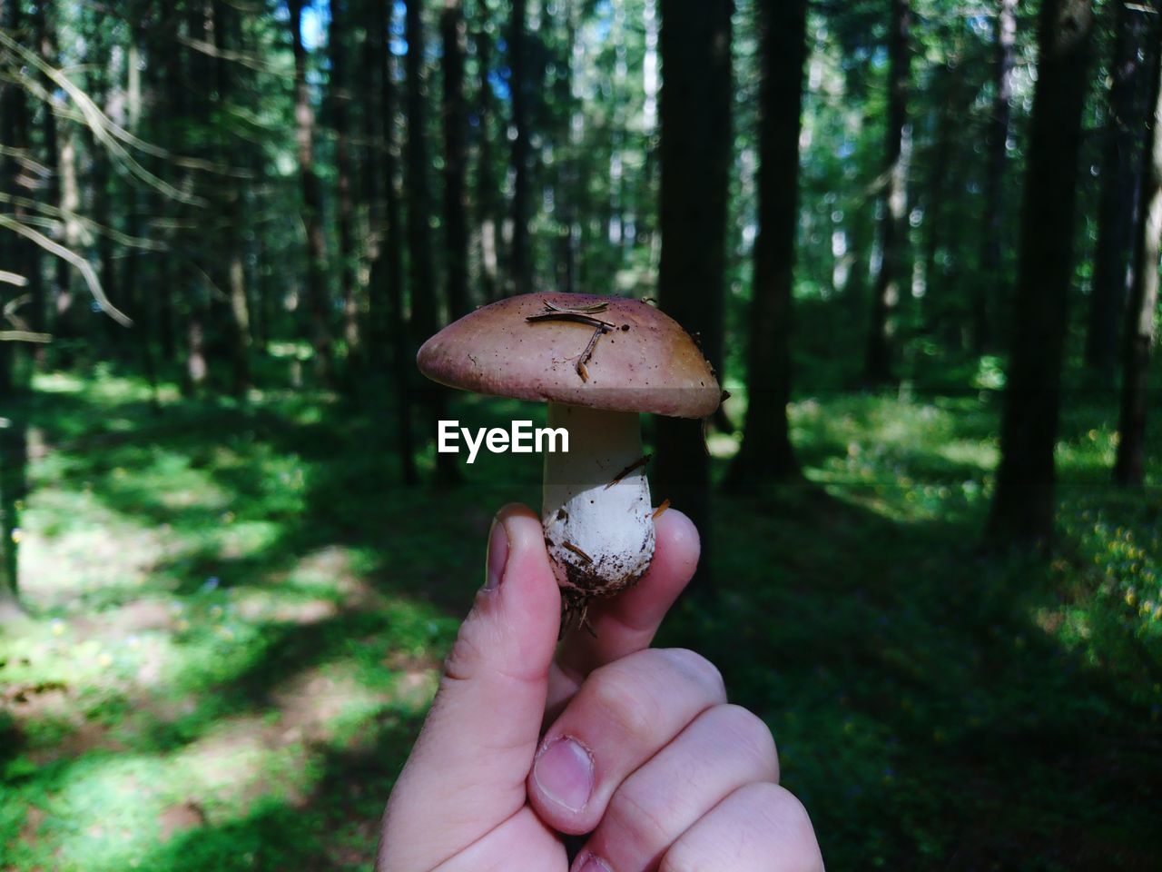 Close-up of hand holding mushroom growing in forest