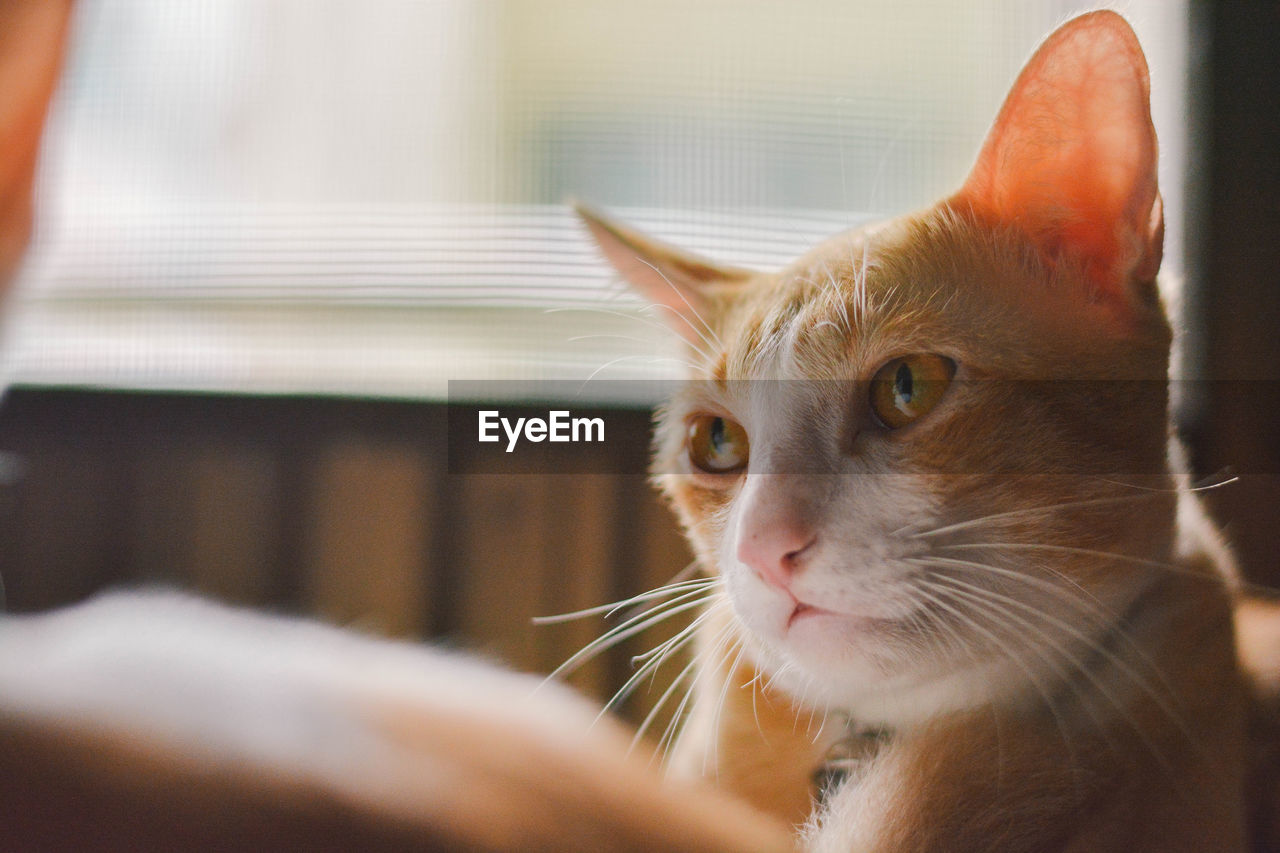 CLOSE-UP OF GINGER CAT