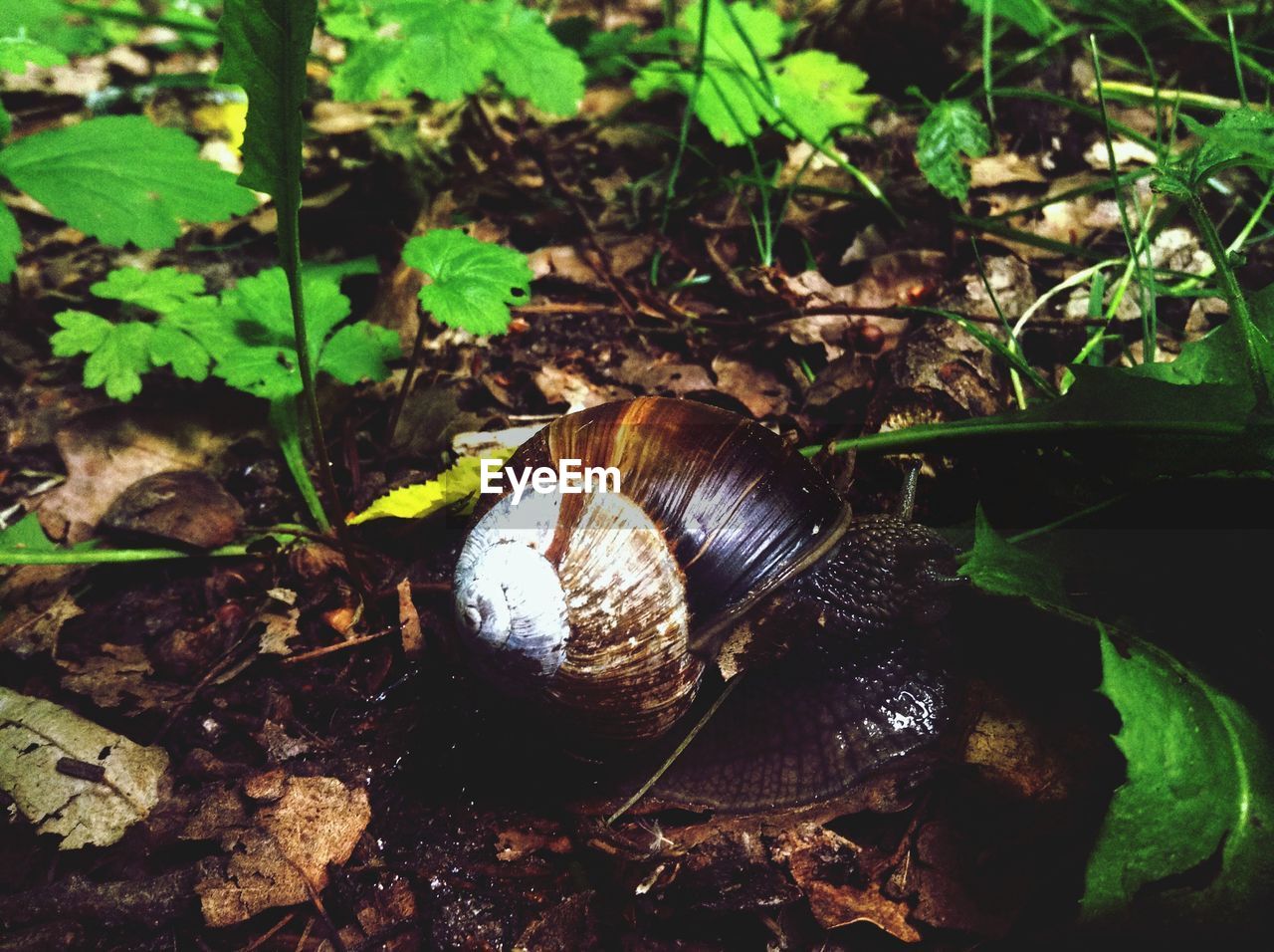 Close-up of snail in forest