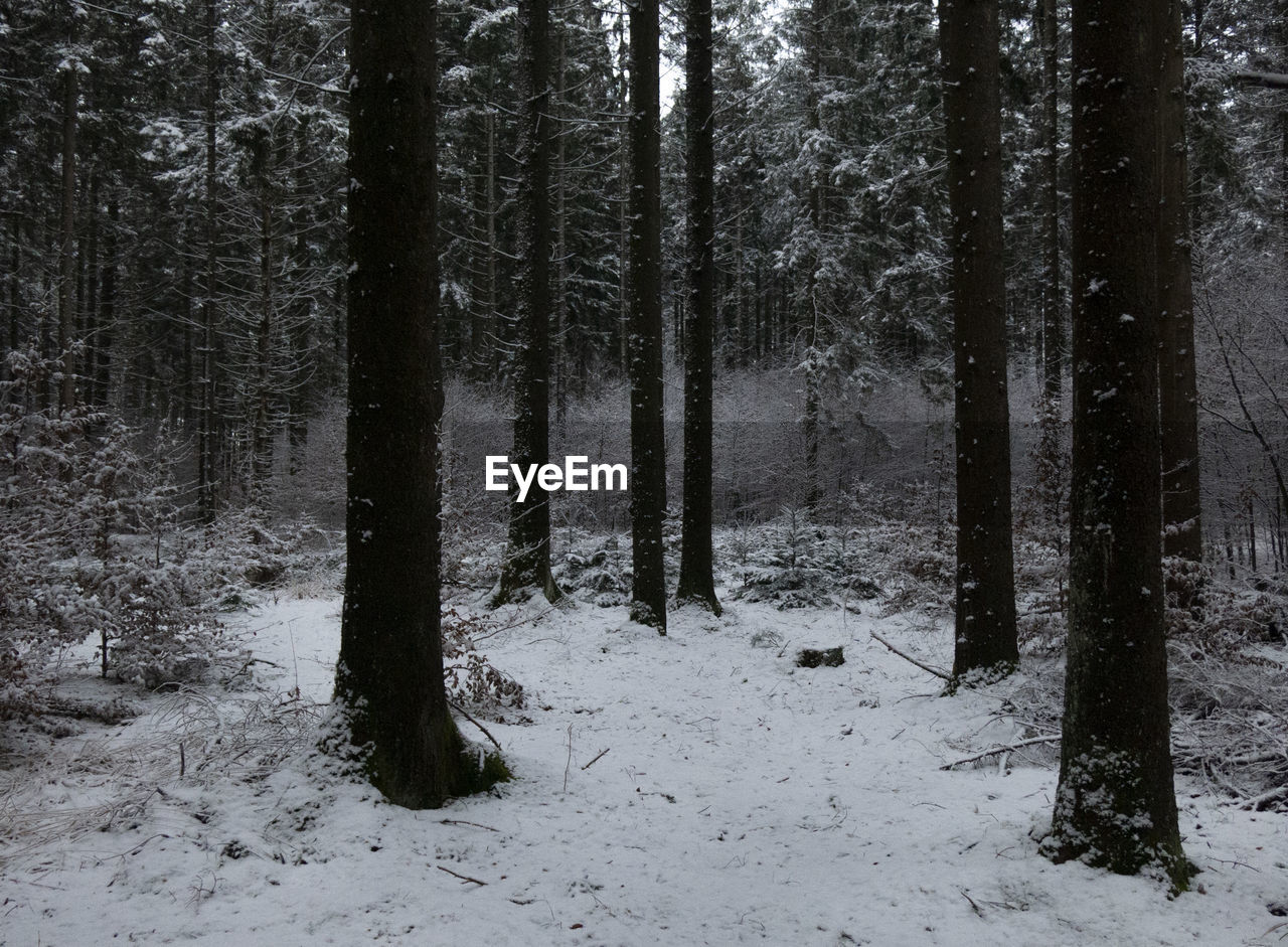 TREES ON SNOWY FIELD DURING WINTER