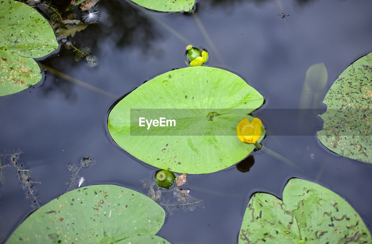 Water lily in saint-aignan in brittany