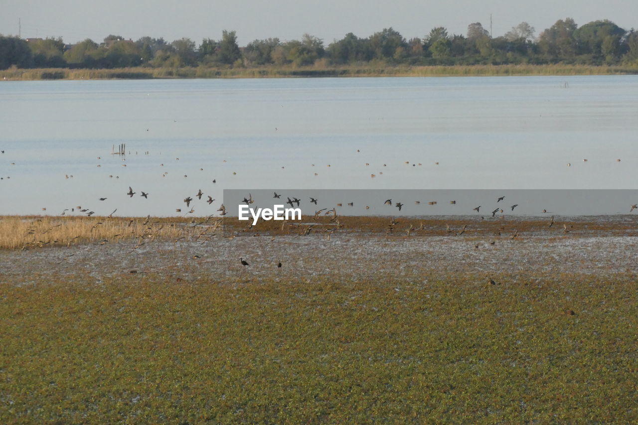 BIRDS IN LAKE