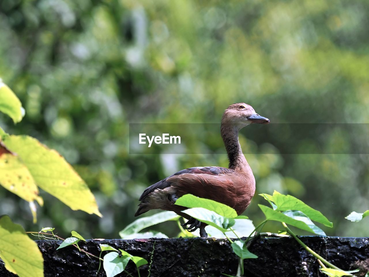 animal themes, animal, bird, animal wildlife, wildlife, beak, nature, one animal, green, plant, leaf, plant part, no people, water bird, tree, outdoors, environment, animal body part, beauty in nature, forest, focus on foreground, duck, day, full length, ducks, geese and swans