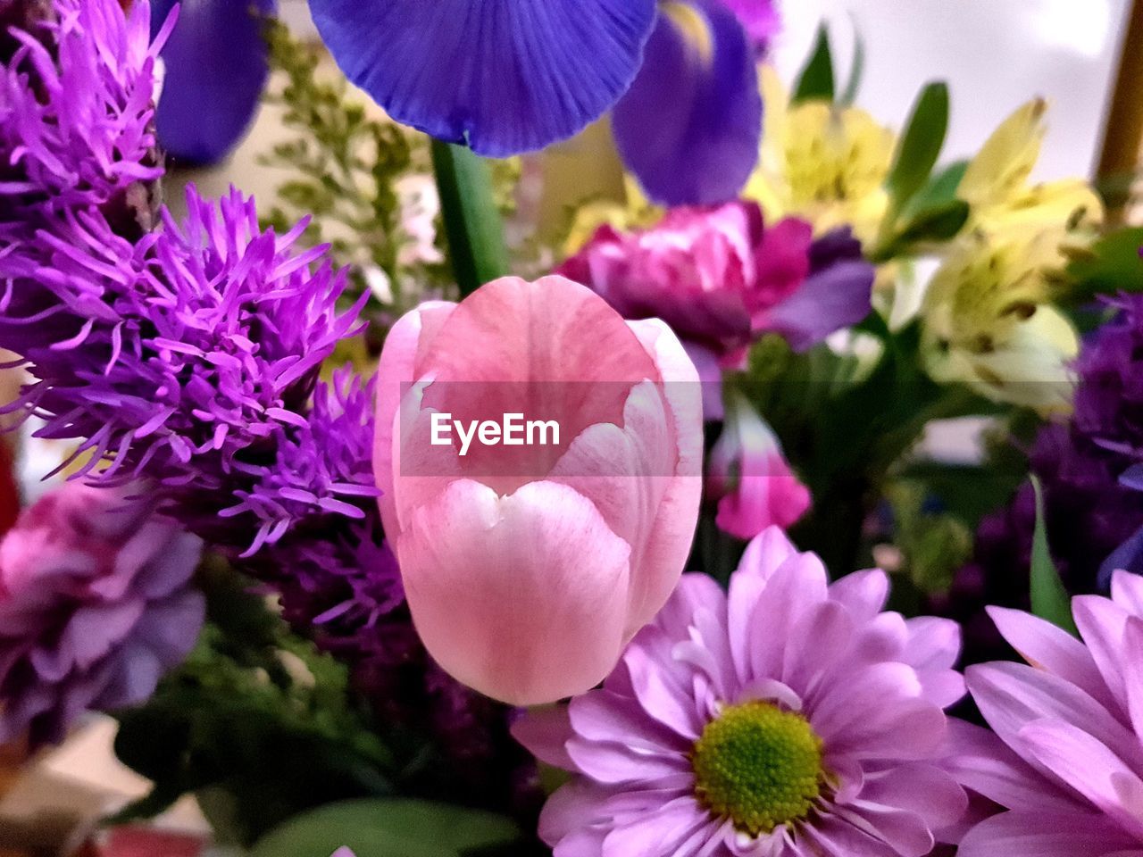 CLOSE-UP OF PURPLE FLOWER BLOOMING OUTDOORS