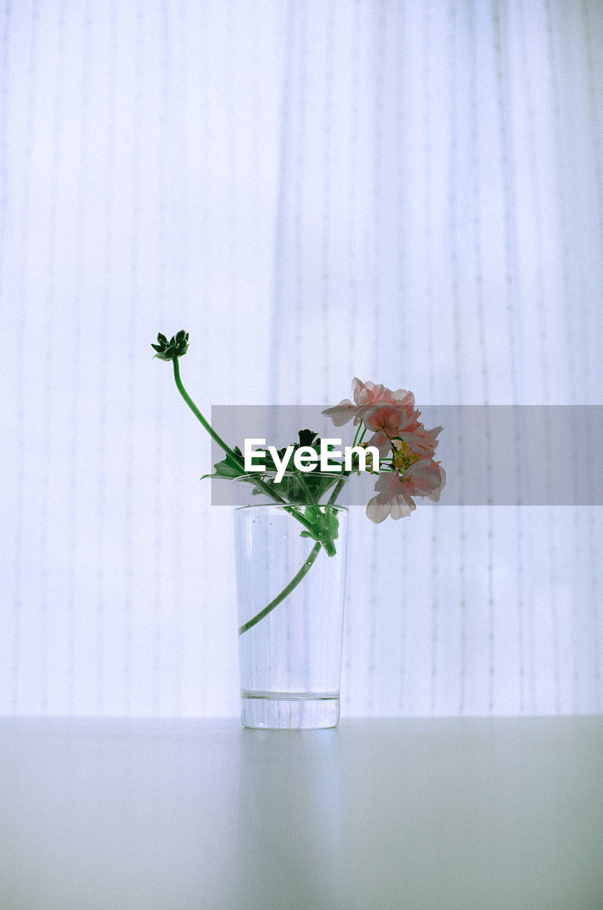 Close-up of flowers in vase on table