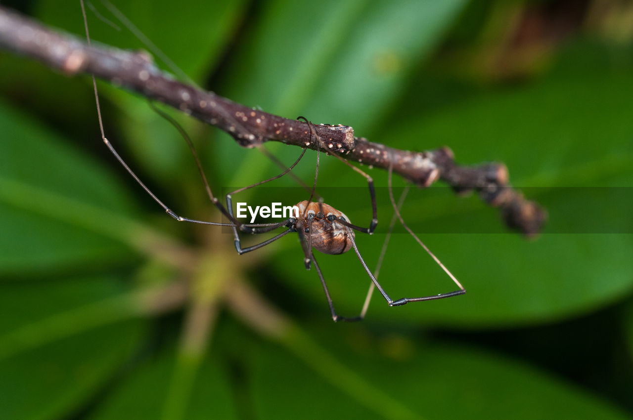 Close-up of spider on web