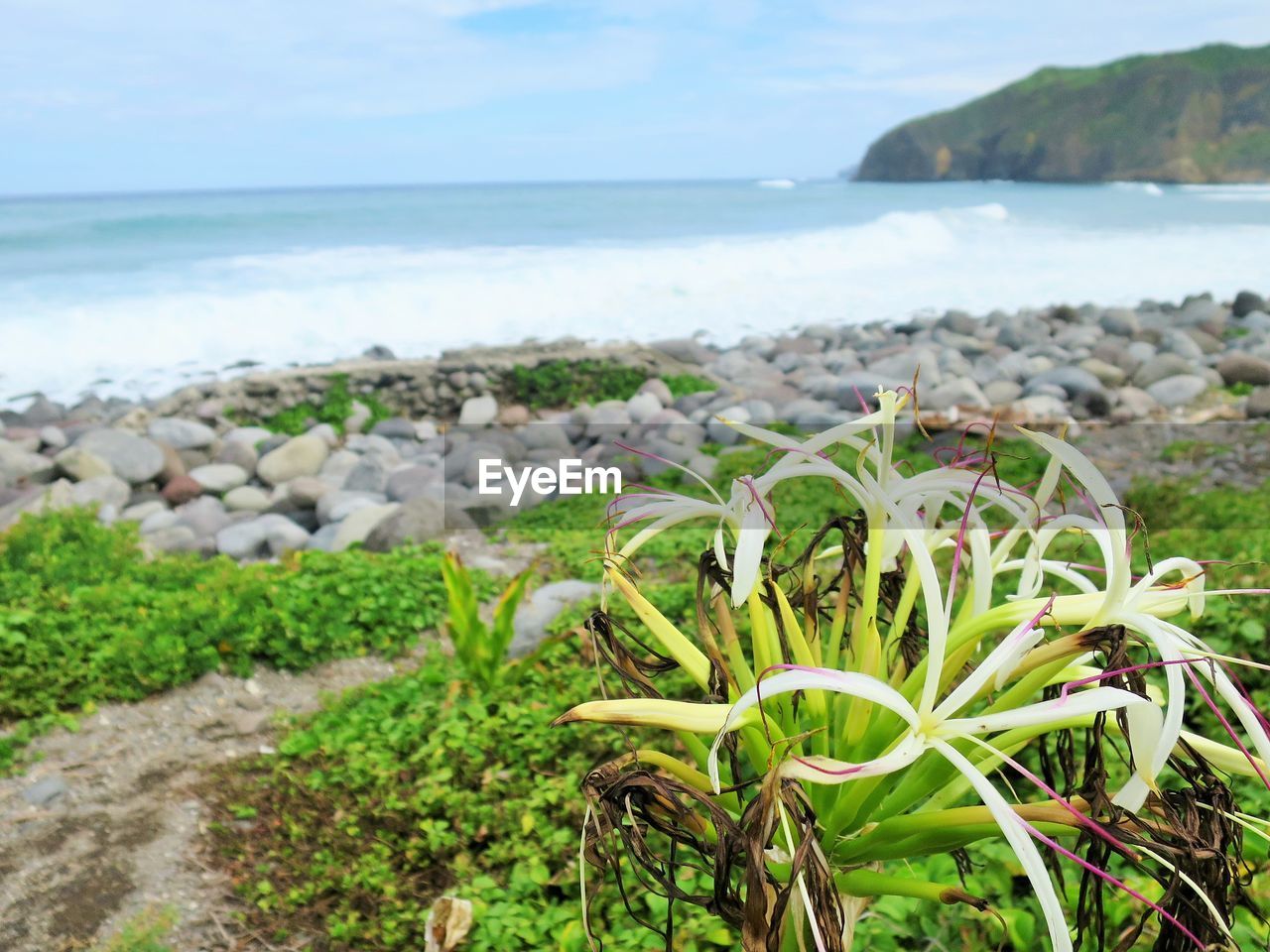 SCENIC VIEW OF SEA AND PLANTS